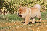 CHOW CHOW 267